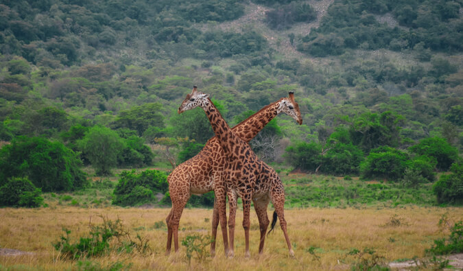 Two giraffes in Rwanda